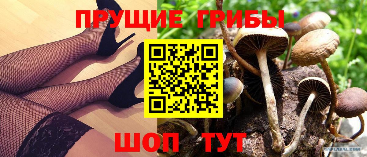Галлюциногенные грибы Psilocybe Клин